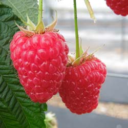 Thornless Raspberry 'Versailles'